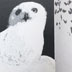 Snowy Owl, Cathryn Miller